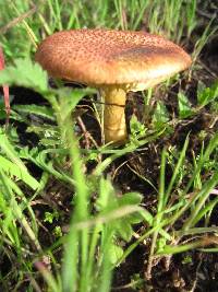 Gymnopilus thiersii image