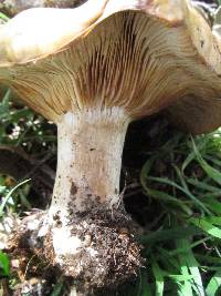 Clitocybe brunneocephala image