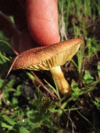 Gymnopilus thiersii image