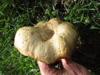 Clitocybe brunneocephala image