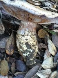 Cortinarius glaucopus image