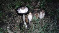 Coprinus comatus image