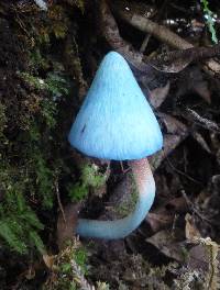 Entoloma hochstetteri image