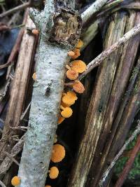 Favolaschia calocera image