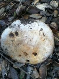 Cortinarius glaucopus image