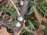 Schizophyllum commune image