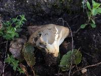 Helvella acetabulum image