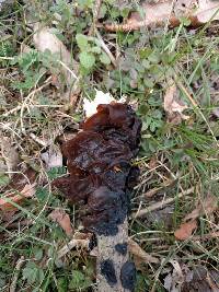 Auricularia auricula-judae image