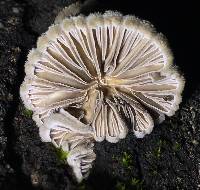 Schizophyllum commune image