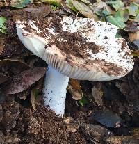 Amanita velosa image