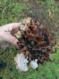 Schizophyllum commune image