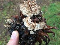 Schizophyllum commune image