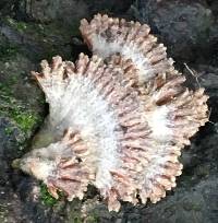 Schizophyllum commune image