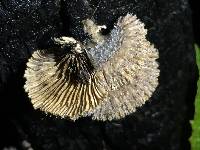 Schizophyllum commune image