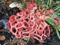 Clathrus ruber image