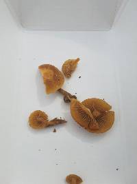 Galerina marginata image