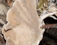 Trametes versicolor image