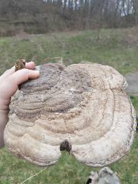 Ganoderma applanatum image