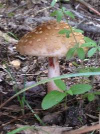 Amanita amerirubescens image