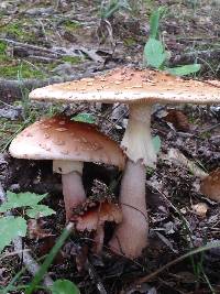 Amanita amerirubescens image