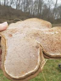 Ganoderma applanatum image