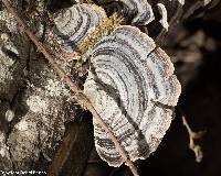 Trametes versicolor image