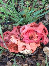 Clathrus ruber image