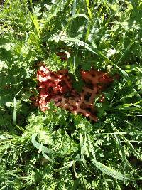 Clathrus ruber image