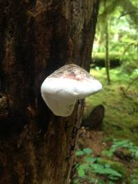 Fomitopsis pinicola image