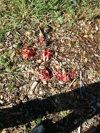 Clathrus ruber image