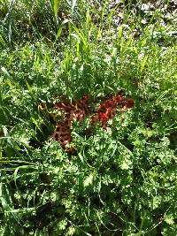 Clathrus ruber image