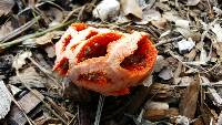 Clathrus ruber image