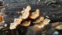 Trametes versicolor image