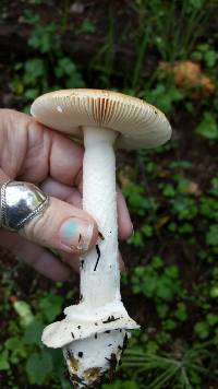 Amanita velosa image