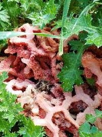 Clathrus ruber image