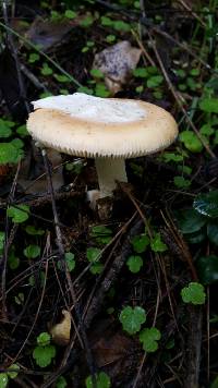 Amanita velosa image