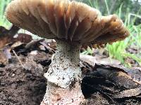 Amanita novinupta image