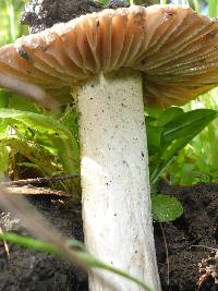 Amanita velosa image