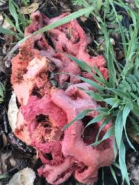 Clathrus ruber image