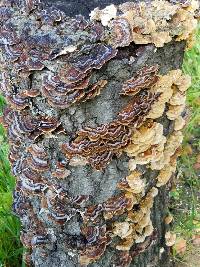 Trametes versicolor image