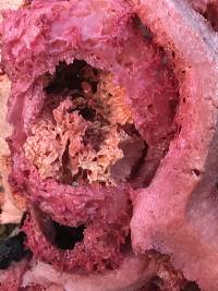 Clathrus ruber image