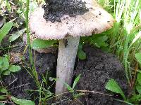 Amanita velosa image