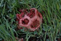Clathrus ruber image