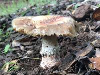 Amanita novinupta image