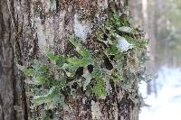 Lobaria pulmonaria image