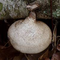 Fomitopsis betulina image