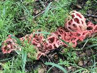 Clathrus ruber image