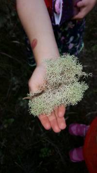 Cladonia confusa image