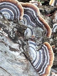 Trametes versicolor image