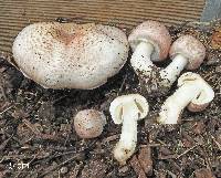 Agaricus cupreobrunneus image